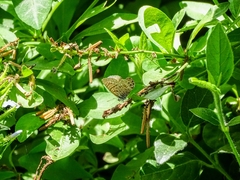 Leptotes trigemmatus