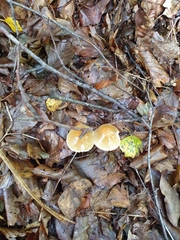 Leratiomyces squamosus