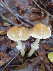 Leratiomyces squamosus