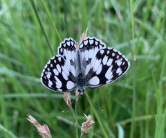 Melanargia galathea