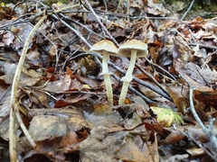 Leratiomyces squamosus