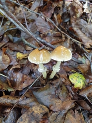 Leratiomyces squamosus