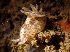 Chromodoris mandapamensis