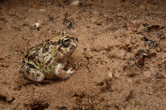 Pleurodema brachyops