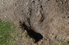 Urocitellus columbianus