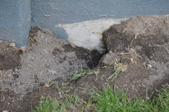 Urocitellus columbianus