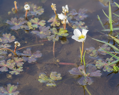 Ranunculus ololeucos