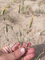 Tragopogon bjelorussicus
