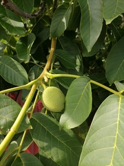 Juglans regia