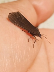 Virbia medarda