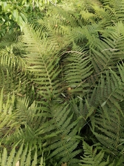 Dryopteris filix-mas