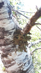 Pseudocyphellaria hawaiiensis