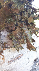 Pseudocyphellaria hawaiiensis