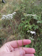 Torilis japonica