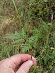 Torilis japonica