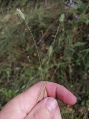 Phleum pratense nodosum
