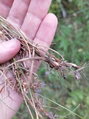 Phleum pratense nodosum