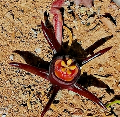 Duvalia caespitosa caespitosa