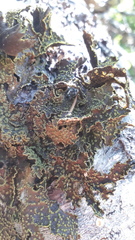Pseudocyphellaria hawaiiensis