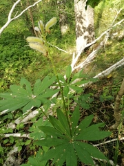 Lupinus polyphyllus
