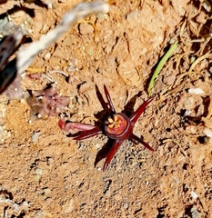 Duvalia caespitosa caespitosa