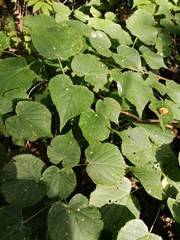 Tilia cordata
