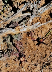 Duvalia caespitosa caespitosa