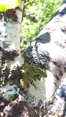 Pseudocyphellaria hawaiiensis