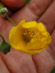 Abutilon reventum