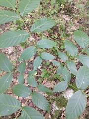 Juglans regia