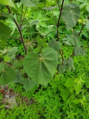 Abutilon reventum
