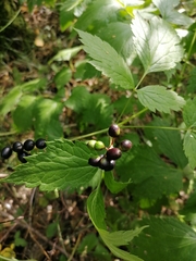Actaea spicata