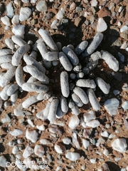 Anacampseros papyracea