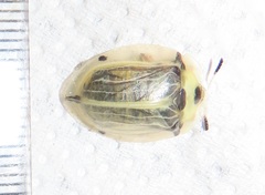 Aspidimorpha puncticosta
