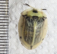 Aspidimorpha puncticosta