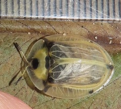 Aspidimorpha puncticosta