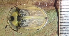 Aspidimorpha puncticosta