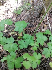 Sanicula europaea