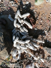 Anacampseros papyracea