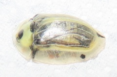 Aspidimorpha puncticosta