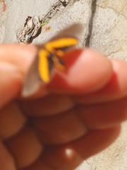 Virbia medarda