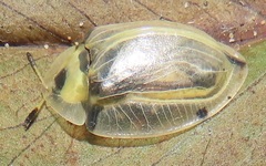 Aspidimorpha puncticosta