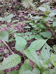 Circaea lutetiana