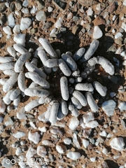 Anacampseros papyracea