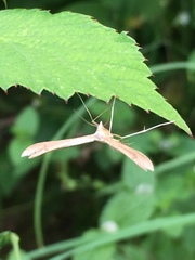 Stenoptilia pterodactyla