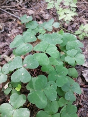 Oxalis acetosella