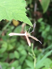 Stenoptilia pterodactyla