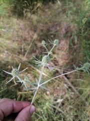 Eryngium planum