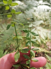 Cruciata glabra