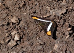 Adelpha thessalia